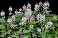 シェードガーデンにおすすめ！日陰でも美しく映える「おしゃれな多年草」3選《いちど植えたら毎年お庭がスタイリッシュに》