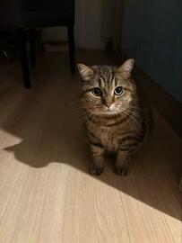 【3万いいね】お気づきですか…あまりにも可愛い猫ちゃんに！愛らしいお顔にメロメロ