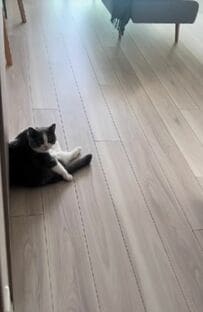  【見ているだけで癒される…】家でのんびり過ごす猫ちゃんにSNSユーザーはメロメロ