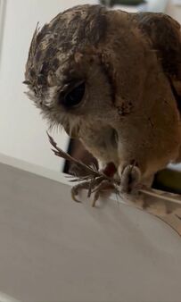 【羽とフクロウ】おやつの代わりに渡されたのは自分の羽！？最後は面白くなって遊んじゃいました