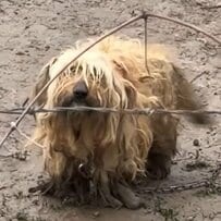 鎖につながれていた放置犬を保護。根気強いケアを経て回復していく過程に感動が広がる