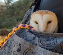 【フクロウ散歩】飼い主さんのバッグすっぽり！？キョロキョロ周囲をうかがう〈メンフクロウ〉のおさんぽ姿に反響