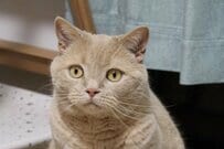 【何があった？】帰宅したら猫がまさかの表情で待っていた　半分だけ見せた顔にギョッとしてしまう