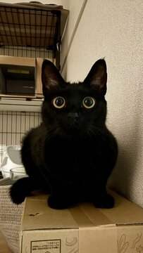 カゴの中から「シャッッ！ペシ！」俊敏な黒猫ちゃんの見事なハンターっぷりにほっこり