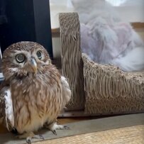 【側に居たいフクロウ】「どこ行くねん」同居猫が離れた瞬間“ぷく～っ”と膨れる姿が可愛い！