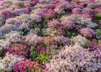 富士山と芝桜が織りなす絶景を撮影　幻想的な世界に「素晴らしい！」「花の楽園」と目を奪われる