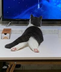 「←0歳　4歳→」猫さんの“後ろ姿”の成長に2万いいね　まさかの変化がかわいいと話題