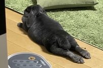 くつろぐウサギと青空を合成　完成したコラ画像に「あまりにも可愛すぎる」「元気出る」