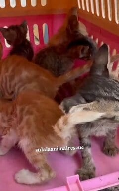 目の感染症に苦しんでいた6匹の小さな子猫を救助 みんなで治療を受けられ感謝の声が続出