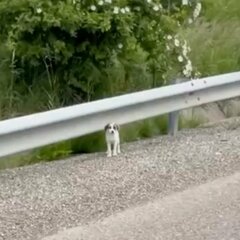 「側溝から飛び出してきた子犬」を間一髪で救助　命を落とした兄弟犬のためにも幸せな人生を願う…