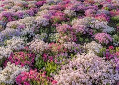 富士山と芝桜が織りなす絶景を撮影　幻想的な世界に「素晴らしい！」「花の楽園」と目を奪われる