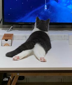 「←0歳　4歳→」猫さんの“後ろ姿”の成長に2万いいね　まさかの変化がかわいいと話題