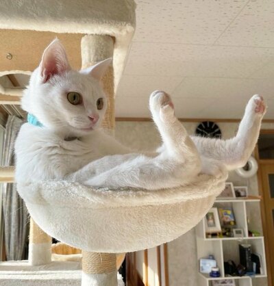 ハンモックの上でリラックスしている様子です