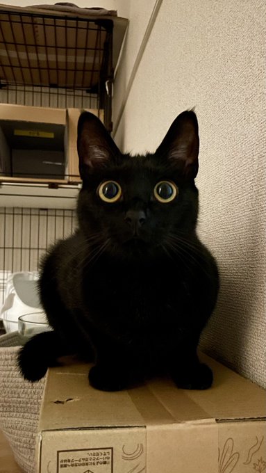 まん丸で大きな瞳も可愛いですね