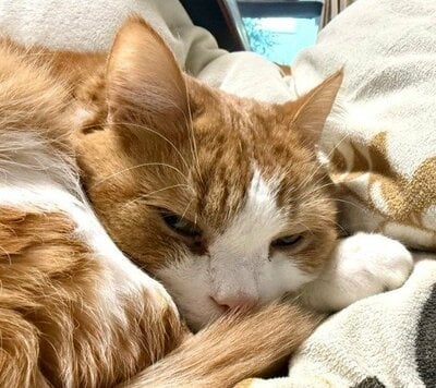 「なんじゃわれ…」とでも言いたげなお顔…