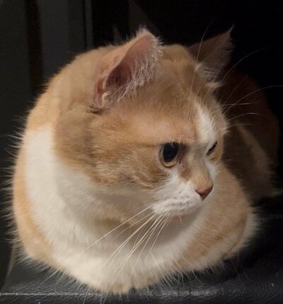 「お手々ないない」の香箱座りをする虎太郎くん