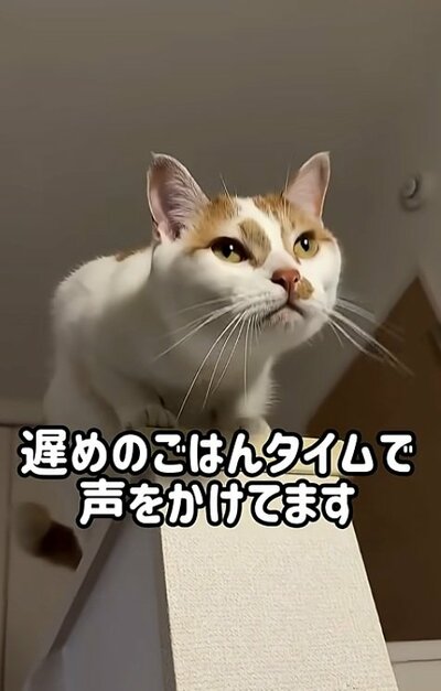 投稿動画のワンシーン