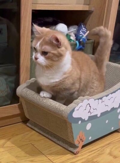 おもちゃを追いかける？どうする？