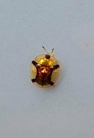 金色の可愛らしい虫です