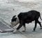 「その犬は2年前に盗まれた愛犬です」里親探し中の保護犬に届いたメッセージ 信じがたい奇跡の再会に「感動的」「本当にホッコリ」の声
