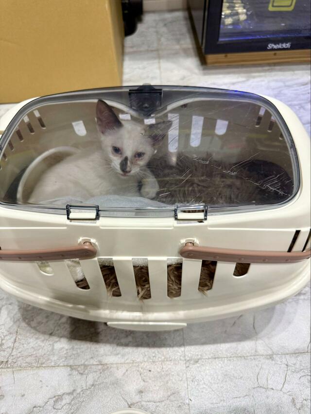 酷く痩せて目が開いていなかった保護猫→約8ヶ月後…すっかり幸せな表情に変化した様子に感動