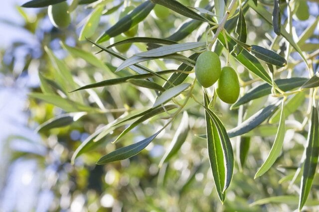 「植物を大切に育ててる」小川菜摘 オリーブであふれるお洒落な自宅テラスに「ポーチュラカかわいい」「素敵なテラス」の声