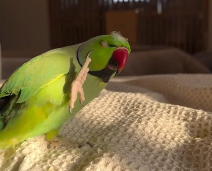 【ちょっと、何よこれ（怒）】頭についた「ホワ毛」が取れずにイライラするインコに爆笑！