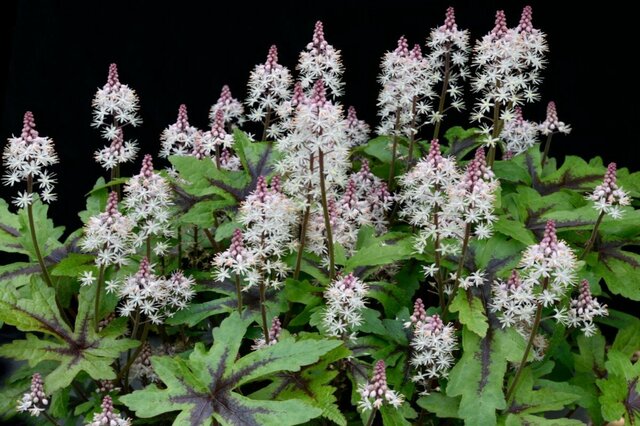 【日陰をおしゃれな庭に】シェードガーデンで映える多年草3選！植えっぱなしでも楽しめるスタイリッシュな植物たち