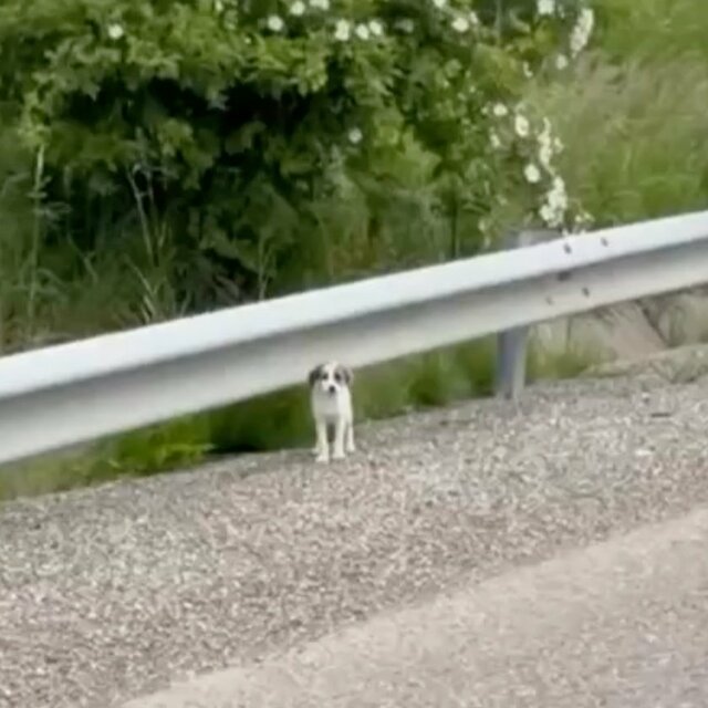 「側溝から飛び出してきた子犬」を間一髪で救助　命を落とした兄弟犬のためにも幸せな人生を願う…