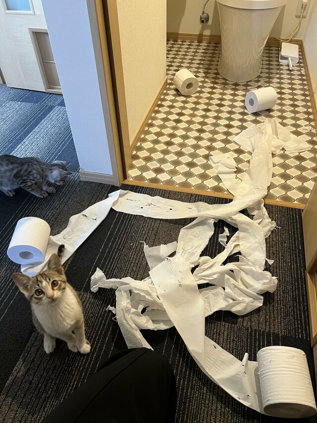 トイレットペーパーをびりびりにした現場で、得意げにこちらを見上げる猫の表情にほっこり