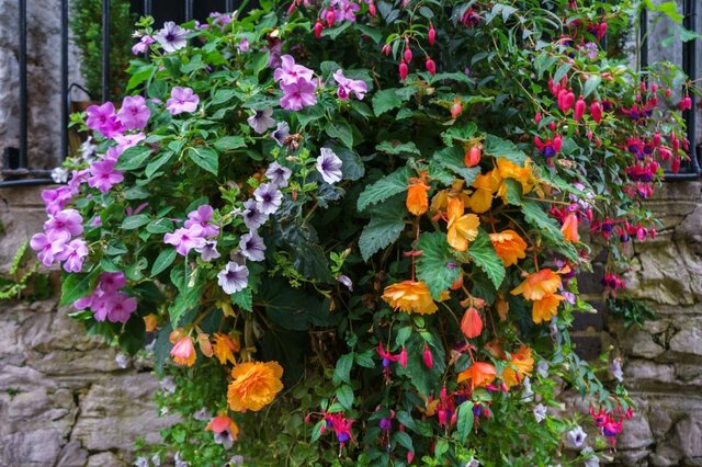 【春のガーデニング】ハンギングバスケットに吊るして楽しむ春の花おすすめ4選