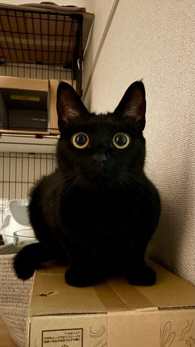 カゴの中から「シャッッ！ペシ！」俊敏な黒猫ちゃんの見事なハンターっぷりにほっこり