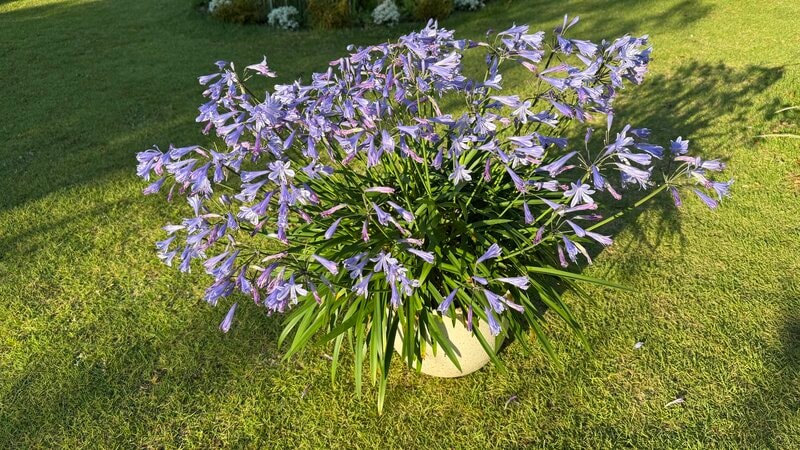 【今が植えどき】狭い庭でもOK!植えっぱなし&手間いらずの常緑多年草「アガパンサス」毎年ブルーの花を楽しめます