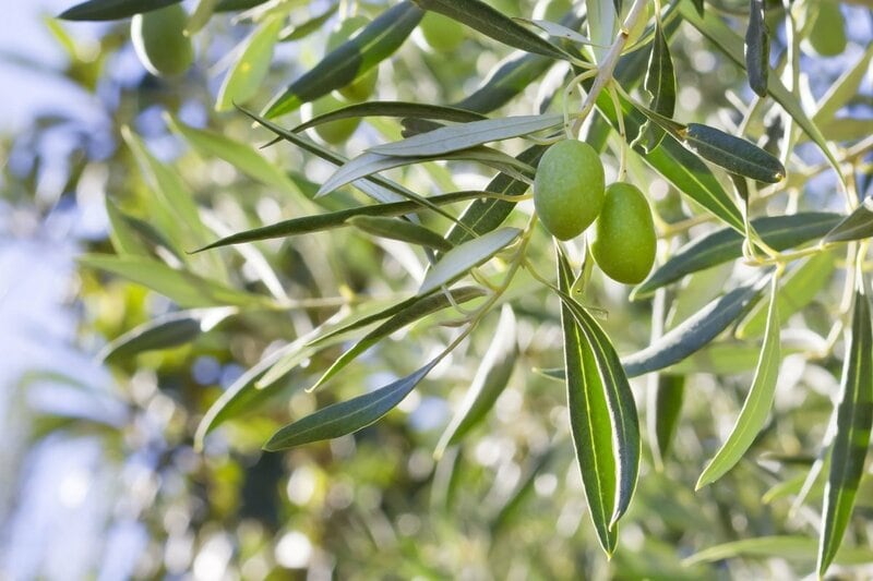 「植物を大切に育ててる」小川菜摘 オリーブであふれるお洒落な自宅テラスに「ポーチュラカかわいい」「素敵なテラス」の声