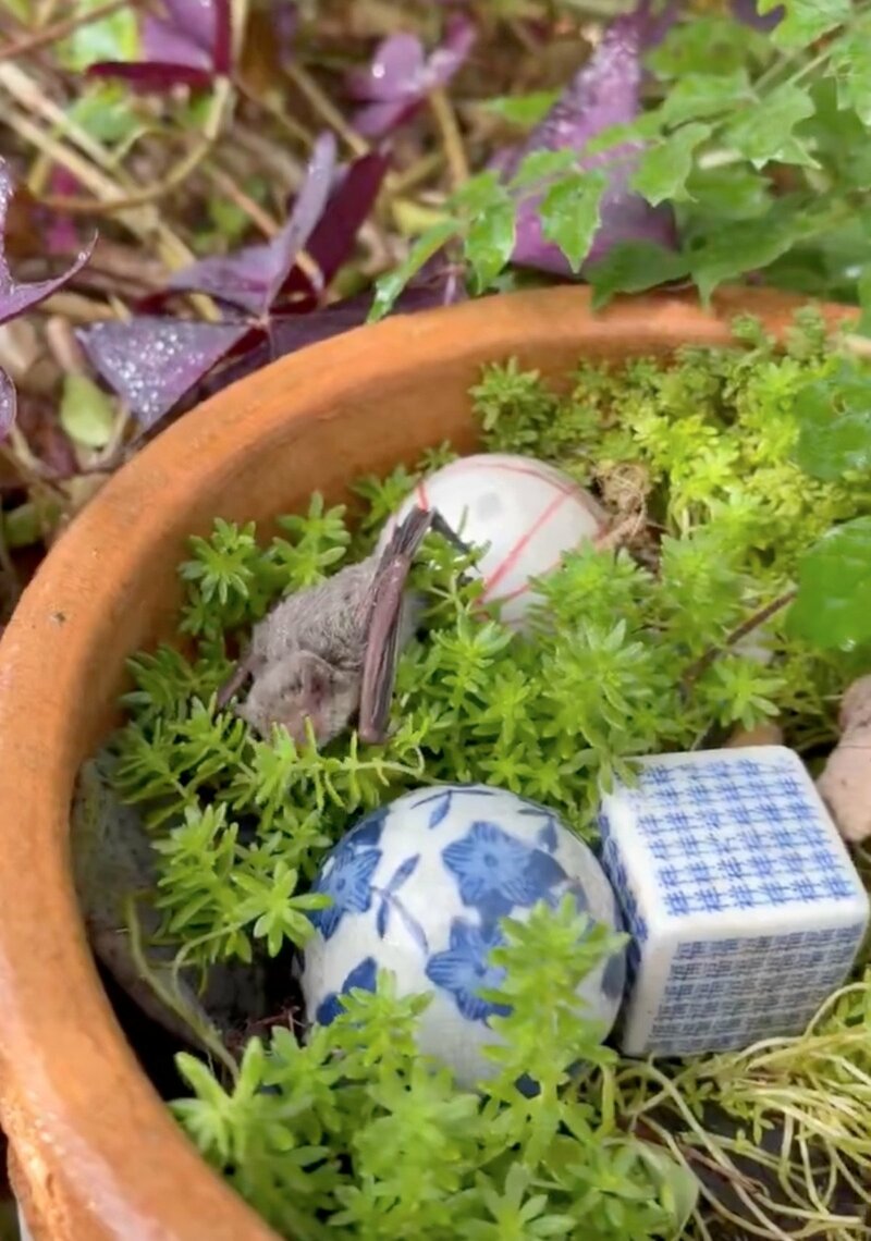 植木鉢をよく見ると…コウモリを発見！珍しい光景に「貴重な生態映像かも」と反響続出