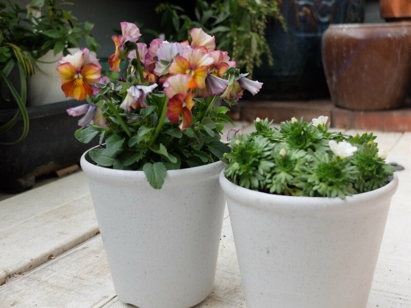 ダイソー、植木鉢（円形）4号、12cm筆者撮影写真