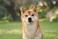 「スゴーい」高いところが好きな柴犬に視線が釘付け…　あまりにも凛々しい姿が注目の的に