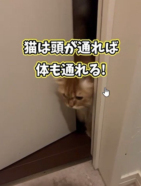 出所：＠cat.kinakomochi