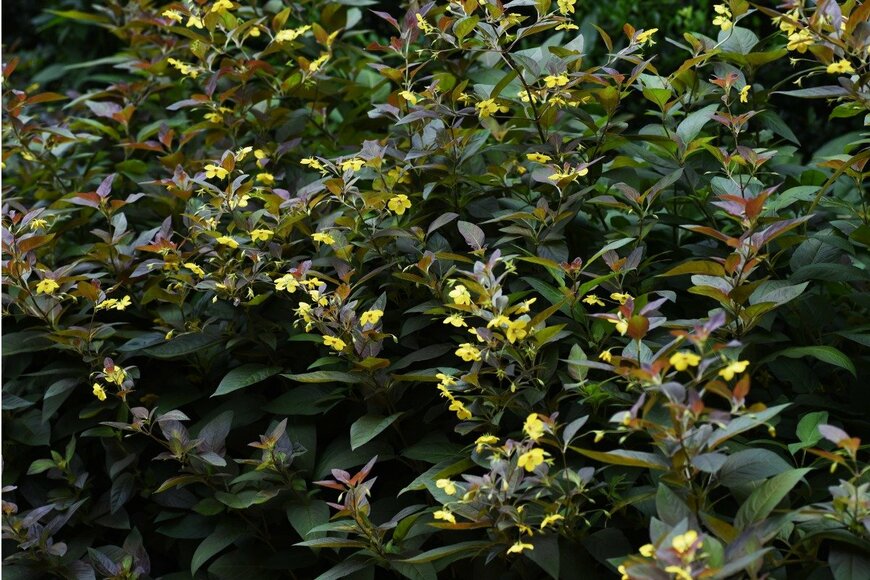 リシマキア　　undefined undefined/istockphoto.com