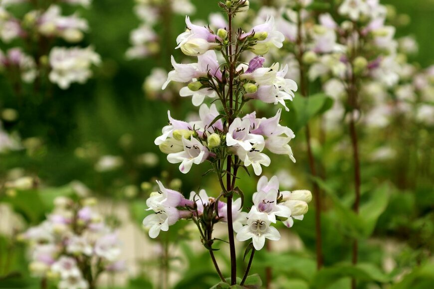 Anna50/Shutterstock.com