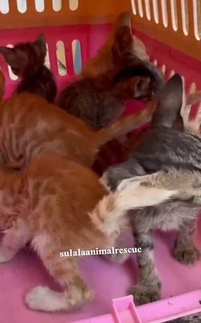目の感染症に苦しんでいた6匹の小さな子猫を救助　みんなで治療を受けられ感謝の声が続出