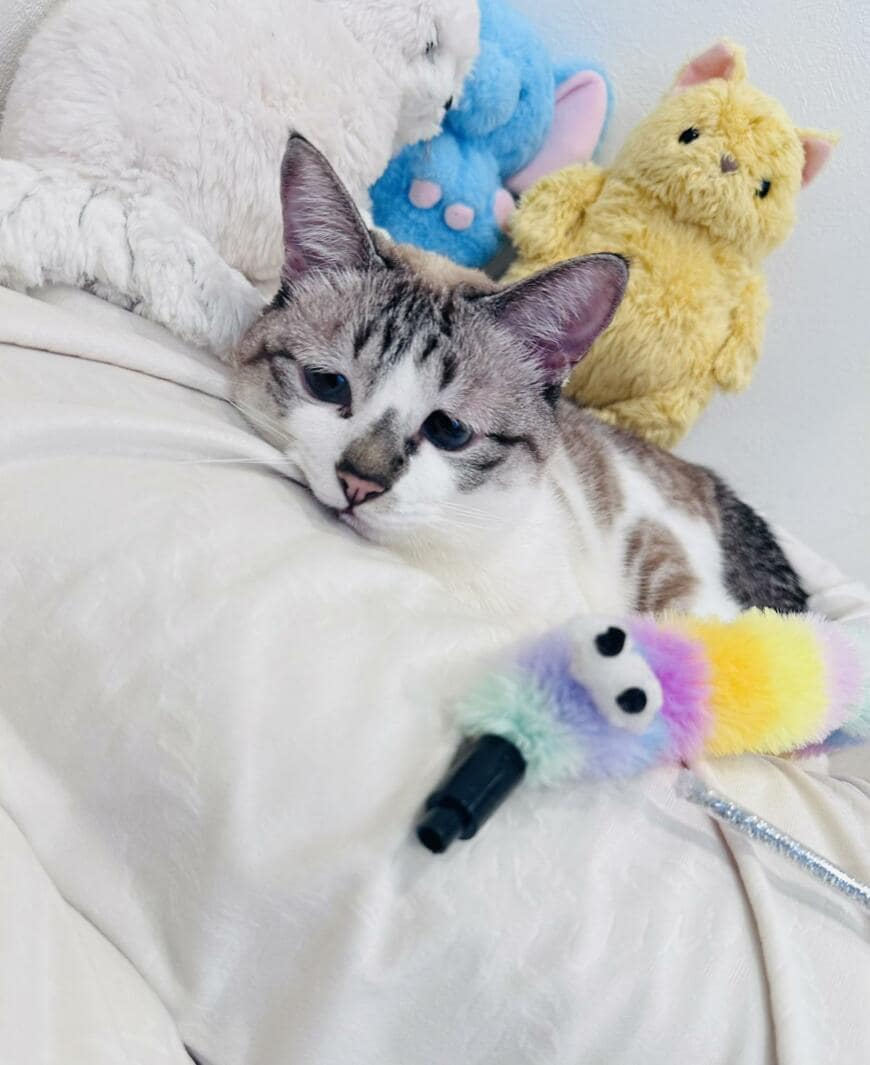 出所：@piennekomint