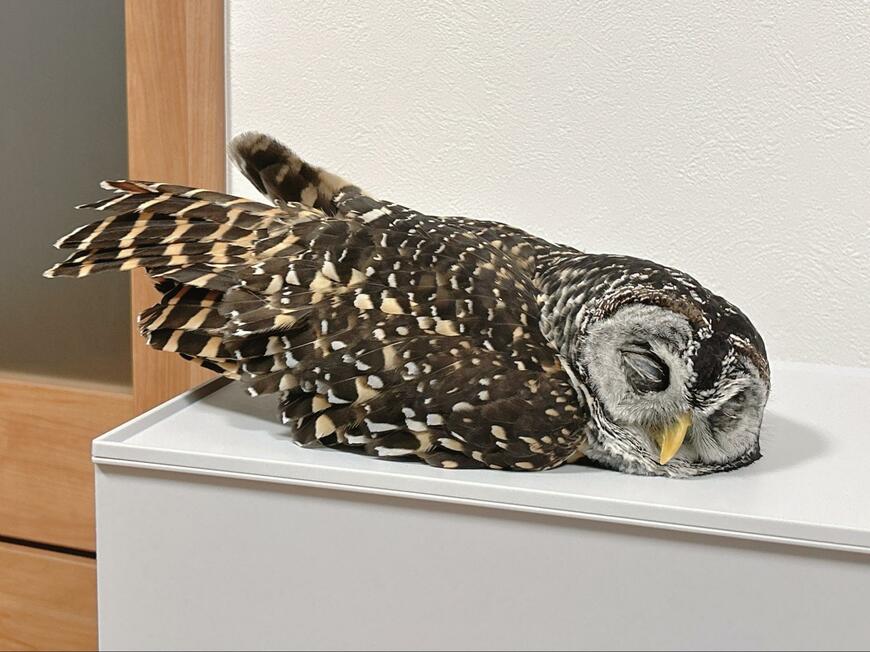 出所：@kanata_akas