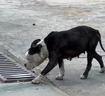 「その犬は2年前に盗まれた愛犬です」里親探し中の保護犬に届いたメッセージ 信じがたい奇跡の再会に「感動的」「本当にホッコリ」の声