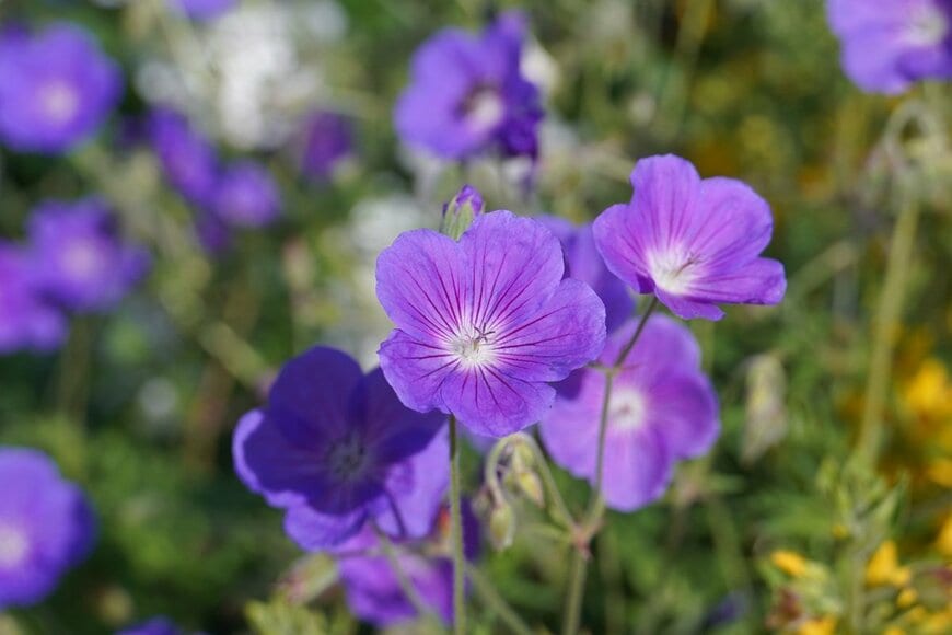 Heinsdorff Jularlak/shutterstock.com