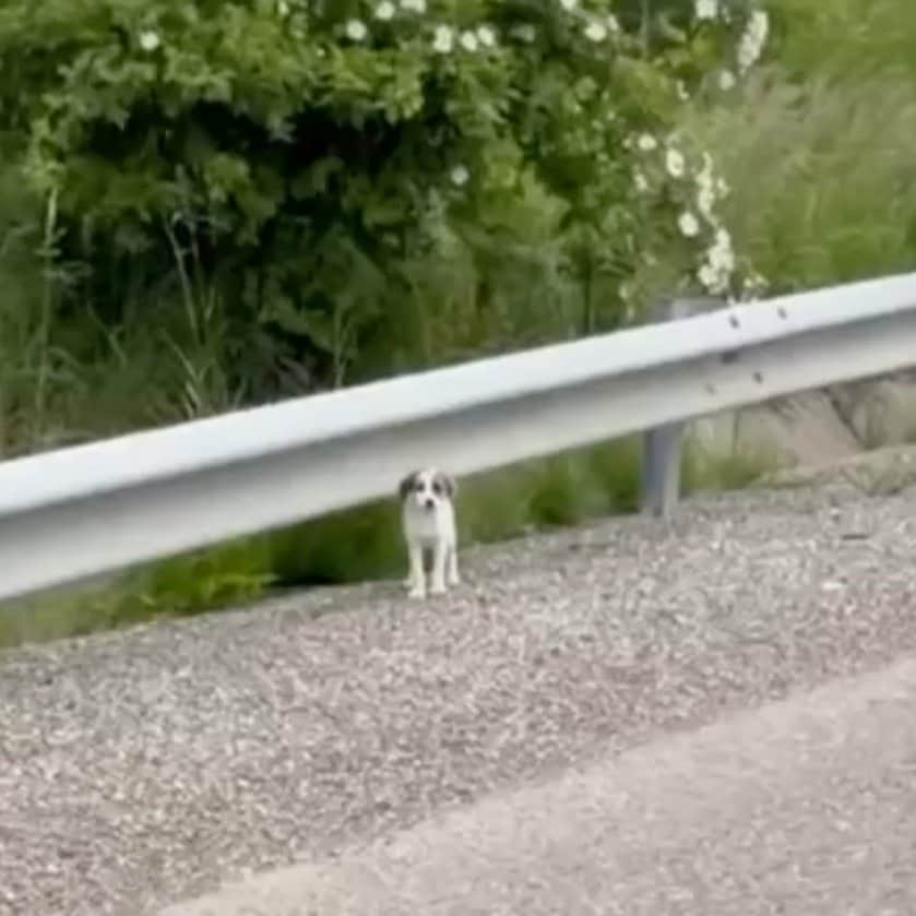 「側溝から飛び出してきた子犬」を間一髪で救助　命を落とした兄弟犬のためにも幸せな人生を願う…
