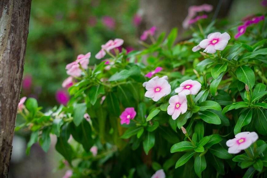 Akkalak/Shutterstock.com