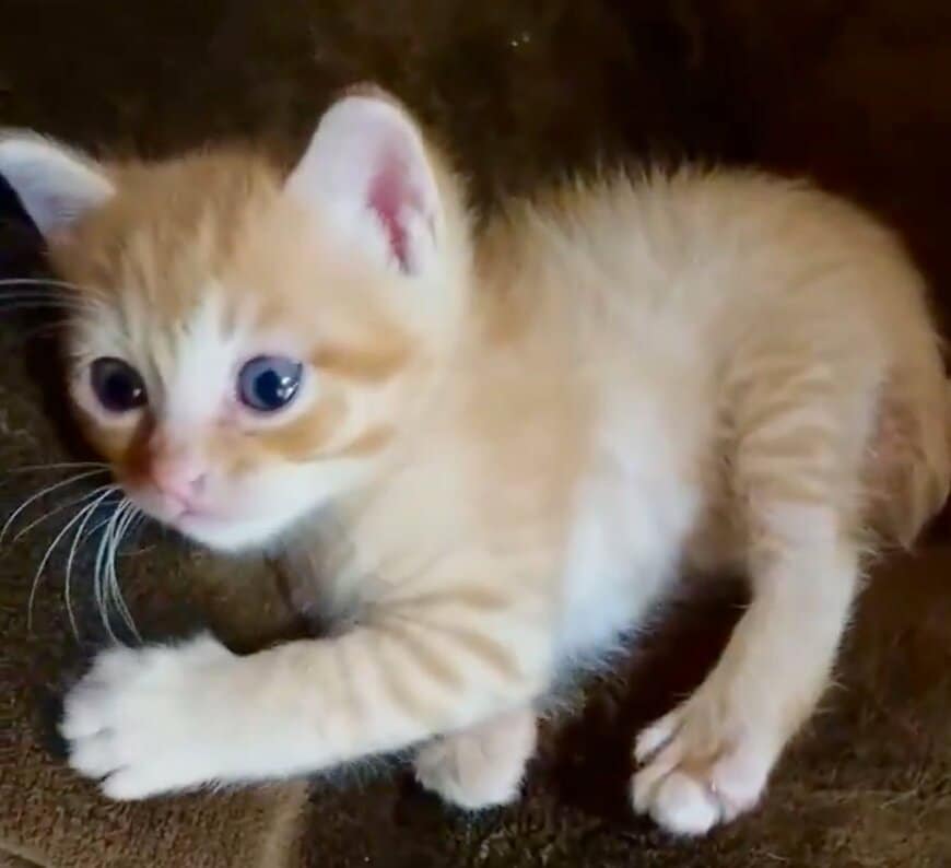 【なぜ？】子猫→成長後の変化に目を疑う…“衝撃の笑顔”に反響が続出「最高潮だね」