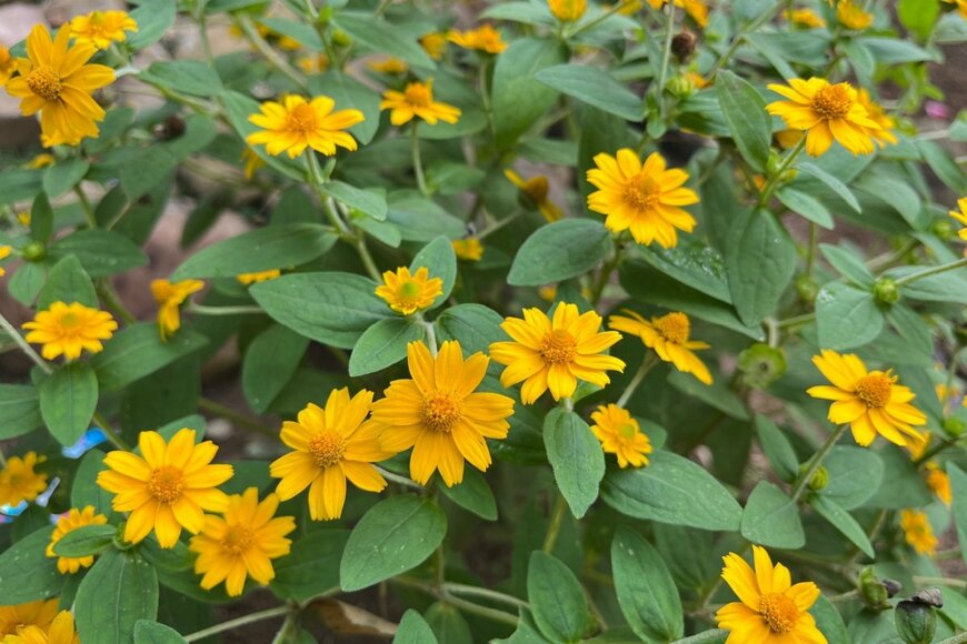 Maimah/shutterstock.com