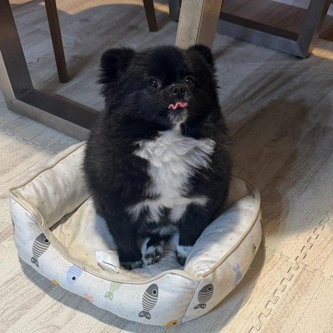 出所：@kutsu_shigatanu